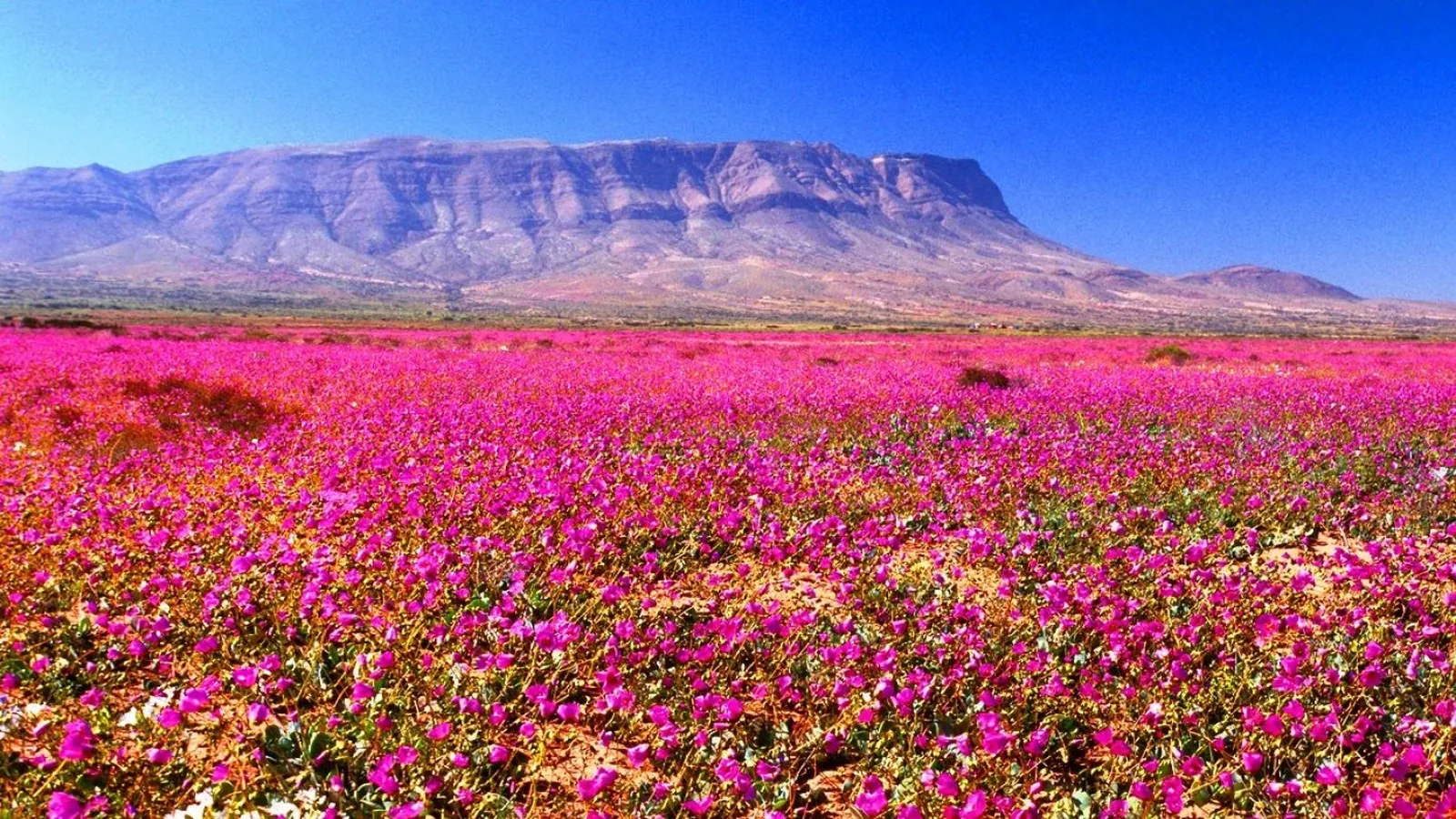 El Desierto Florido: la arena cubierta de flores tras la lluvia